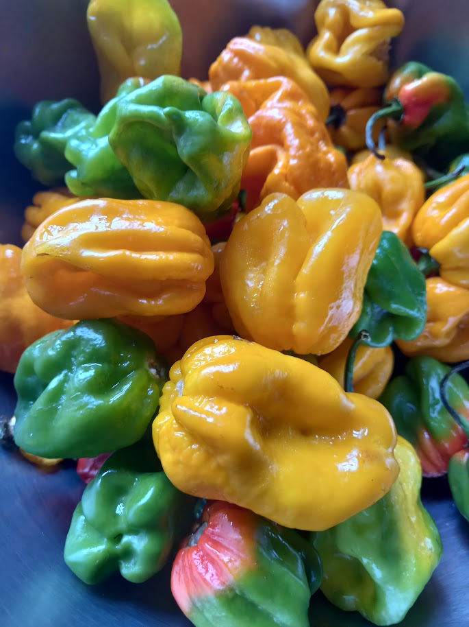 Fresh peppers